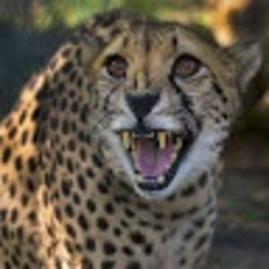 Meet your Posher, Billinson